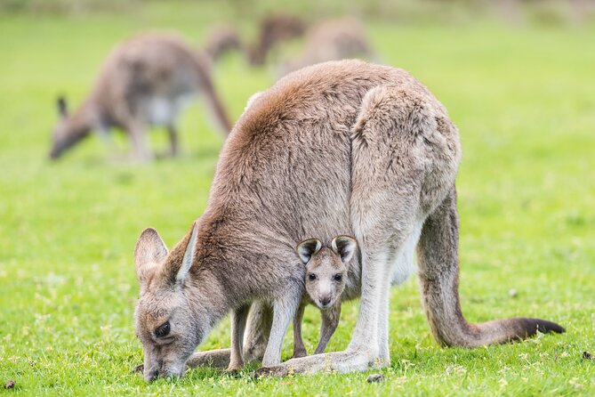 Grampians National Park with MacKenzie Falls and Kangaroos - Halls Gap and the Aboriginal stories of the park