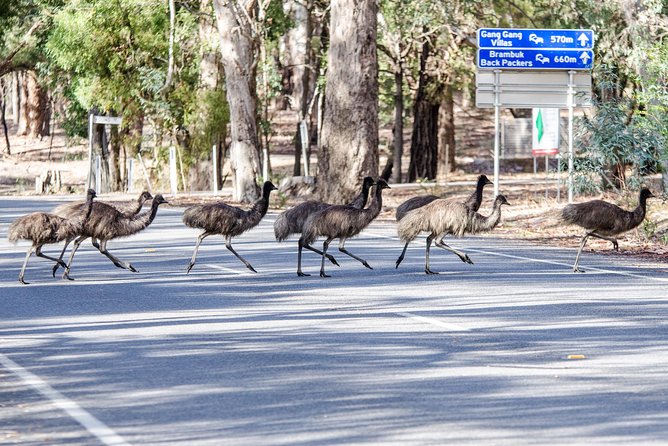 Grampians National Park with MacKenzie Falls and Kangaroos - Reed Lookout, Boroka Lookout, and the big views