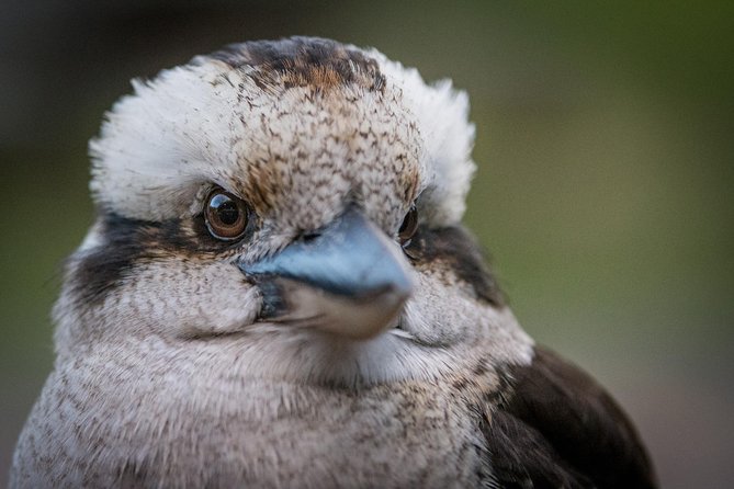 Grampians National Park with MacKenzie Falls and Kangaroos - Kangaroos, emus, and the uncertainty of wildlife