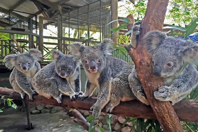 Grand Kuranda including Skyrail and Kuranda Scenic Railway - Kuranda Village, markets, and the first timing problem