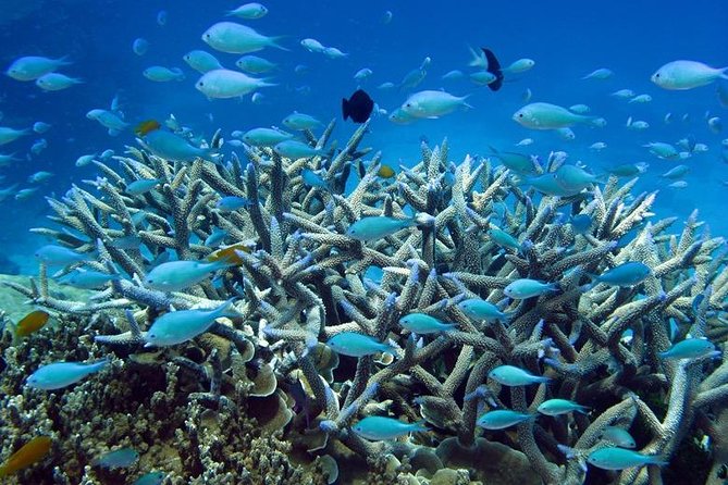 Great Barrier Reef Cruise from Townsville or Magnetic Island - Snorkeling at John Brewer, Lodestone, or Keeper Reef