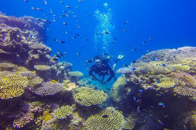 Great Barrier Reef Cruise from Townsville or Magnetic Island - The marine life and underwater art