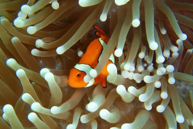 Great Barrier Reef Cruise from Townsville or Magnetic Island - Food, drinks, and time between water sessions