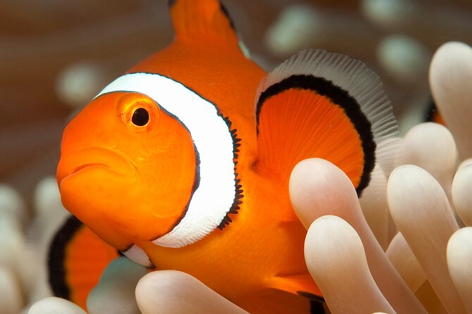 Great Barrier Reef Full Day Tour from Cairns - Introductory scuba for a first underwater lesson