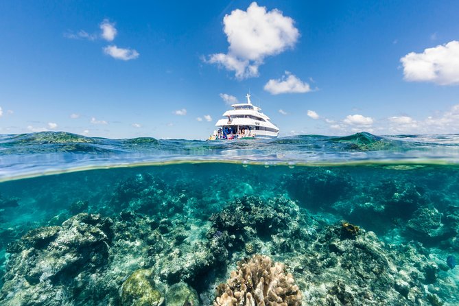 Great Barrier Reef Snorkeling and Diving Cruise from Cairns - Key points to know before you book