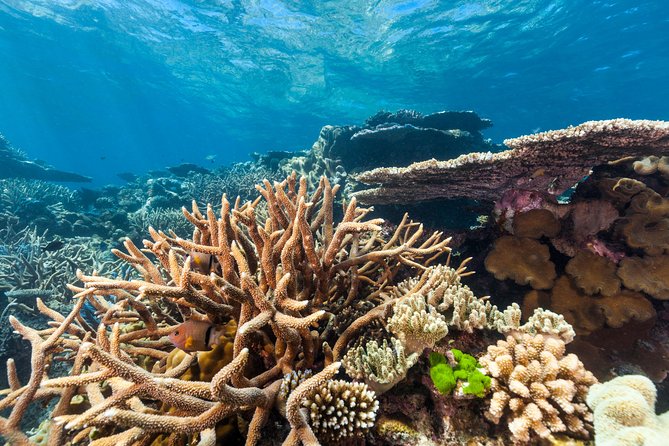 Great Barrier Reef Snorkeling and Diving Cruise from Cairns - Barbecue lunch on the boat