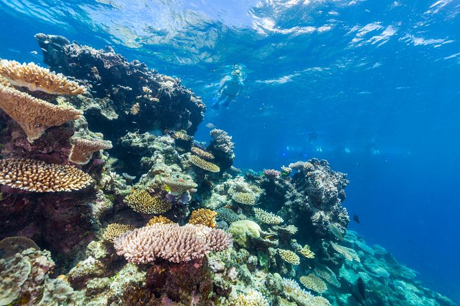 Great Barrier Reef Snorkeling and Diving Cruise from Cairns - Second stop: Hastings Reef