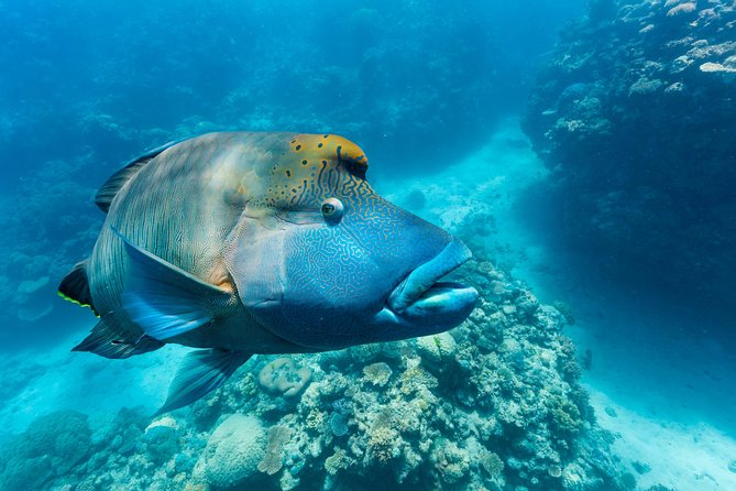 Great Barrier Reef Snorkeling and Diving Cruise from Cairns - Snorkeling, introductory scuba, and certified scuba