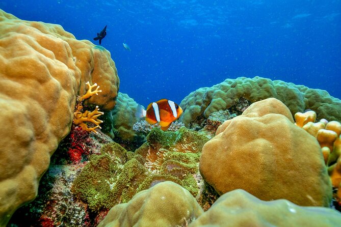 Great Barrier Reef with Cultural Guides-Dreamtime Dive & Snorkel - The cultural program on the boat