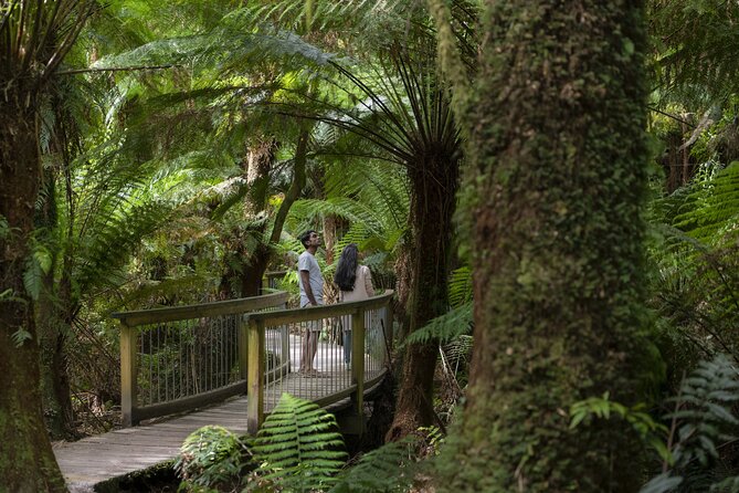 Great Ocean Road, 12 Apostles, Loch Ard Gorge & lunch - Melbourne - Lunch, wildlife, and the practical reality