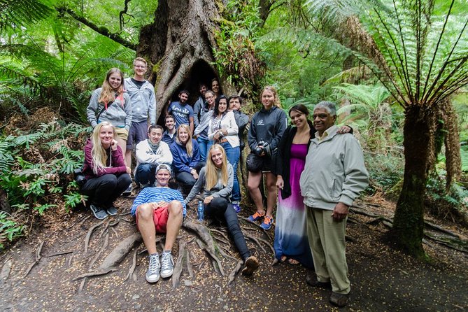 Great Ocean Road 12 Apostles & Rainforest Walk with Morning Tea - The Otway rainforest changes the mood