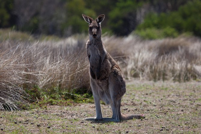 Great Ocean Road and Wildlife Tour for Backpackers aged 18-35 - The Razorback and Gibsons Steps