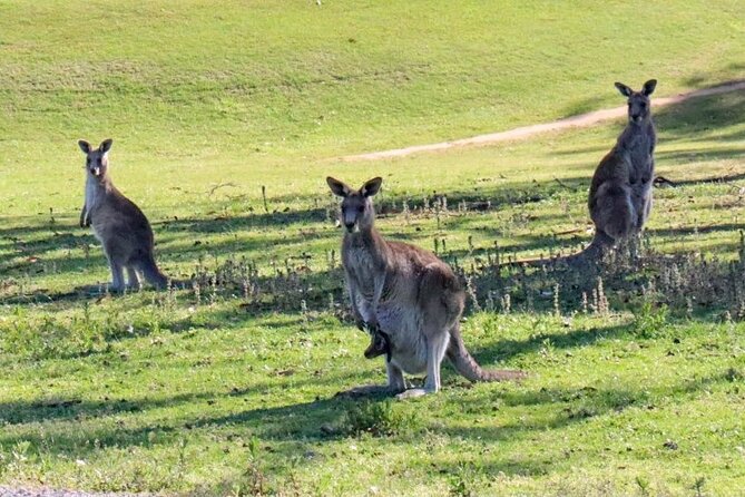 Great Ocean Road and Wildlife Tour for Backpackers aged 18-35 - Kennett River and the search for wild animals