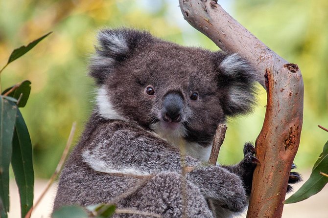 Great Ocean Road and Wildlife Tour for Backpackers aged 18-35 - Port Campbell National Park and the Twelve Apostles
