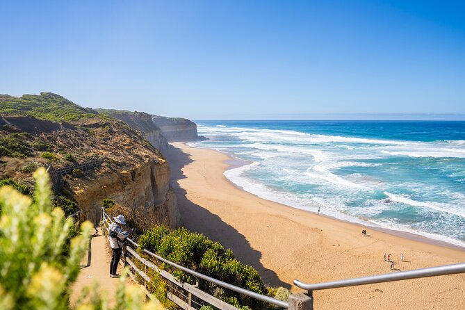 Great Ocean Road Reverse Itinerary Boutique Tour - Max 11 Guests - Kennett River and the search for koalas