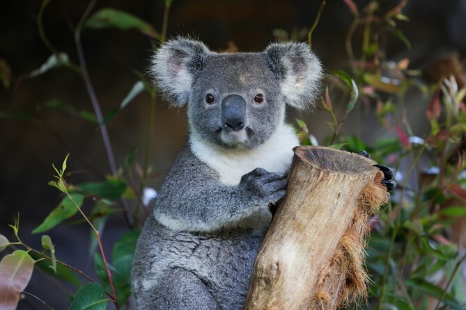Great Ocean Road Reverse Tour with Iconic Stops & Wildlife - Five things to know before you book