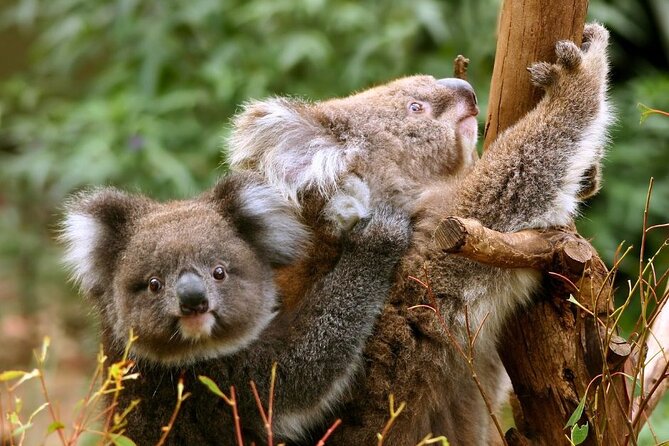 Great Ocean Road Small-Group Eco Tour from Melbourne - Gibson Steps and the Twelve Apostles