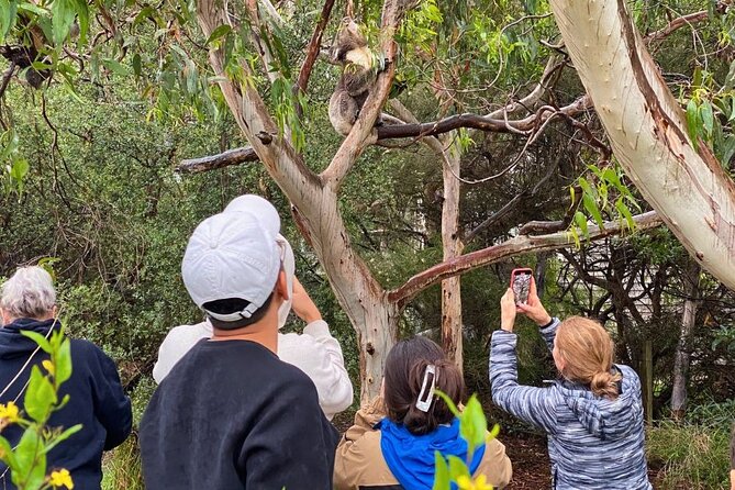 Great Ocean Road Small-Group Eco Tour from Melbourne - The ride home is part of the price