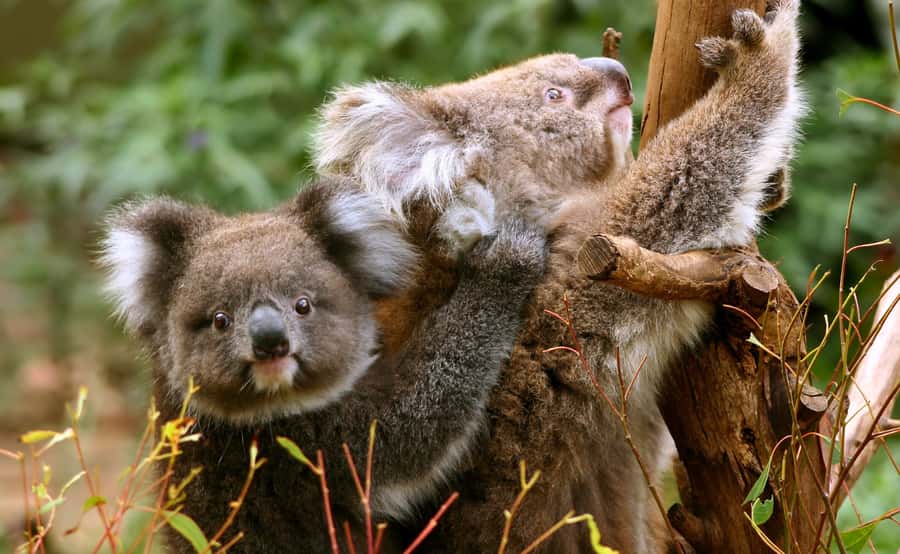 Great Ocean Road Tour w/ Deluxe Minibus & Top-Rated Guide - Comfort, group size, and the minibus question