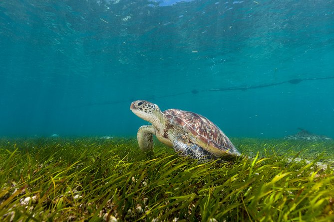 Green Island Day Trip from Cairns - Key points to know before you book