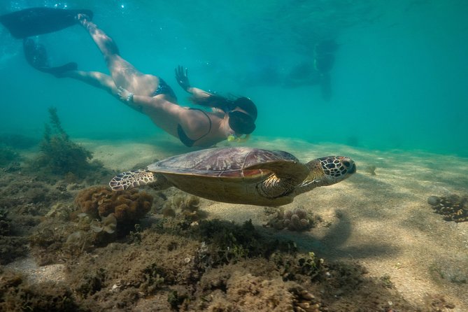 Half Day Low Isles Snorkelling Tour from Port Douglas - A family-friendly setup that works