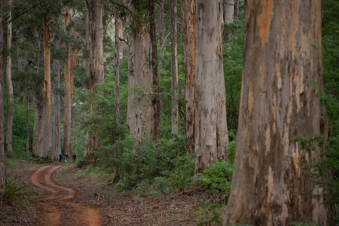 Half-Day Pemberton National Parks Beach and Forest Eco Adventure - Food, weather, and what to bring