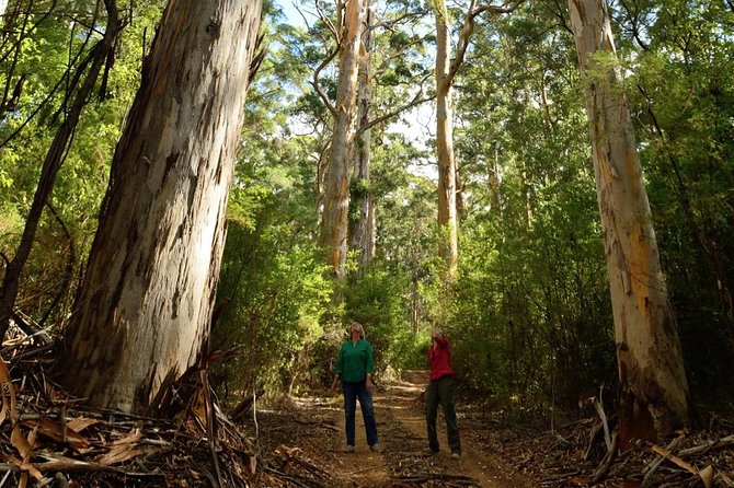 Half-Day Pemberton National Parks Beach and Forest Eco Adventure - Warren National Park and the old karri forest
