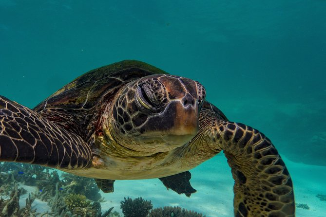 Half Day Snorkel 2.5hr Turtle Tour on the Ningaloo Reef, Exmouth - Getting from Exmouth to the water
