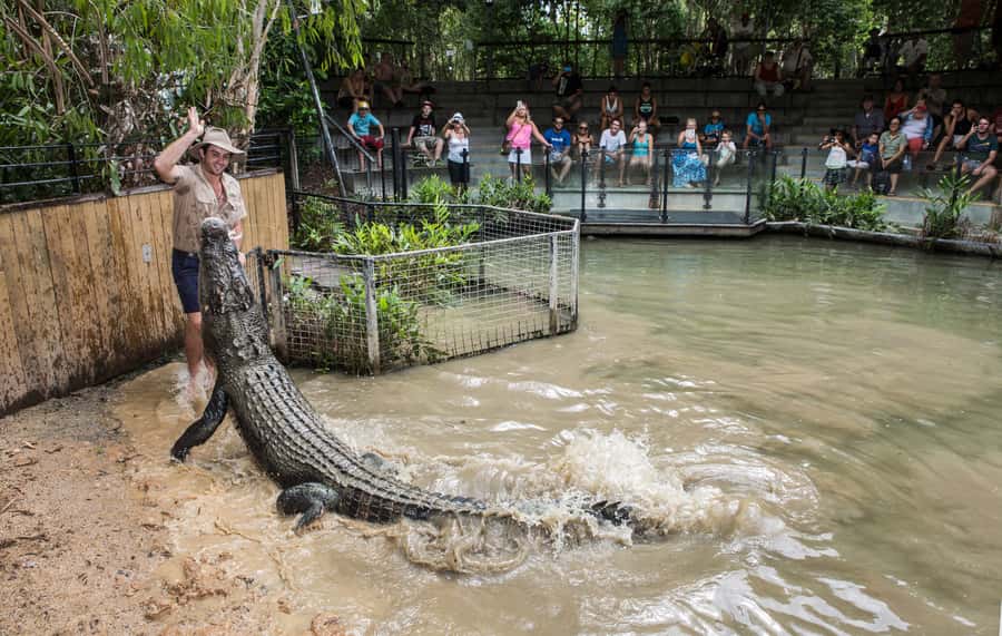 Hartley's Crocodile Adventures Park Entry - Watch the Attack Show for crocodile power