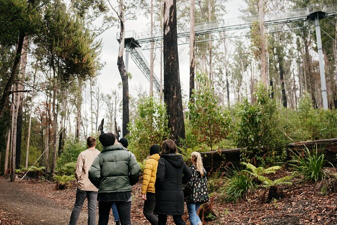 Hastings Caves, Tahune Airwalk and the Huon Tasting Trail - Key points to know before booking