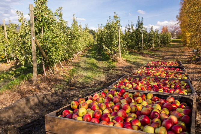 Hastings Caves, Tahune Airwalk and the Huon Tasting Trail - Is $143.45 good value?