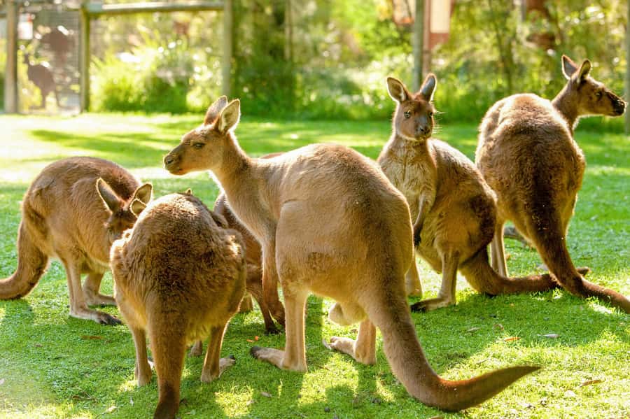 Healesville Sanctuary: General Admission Ticket - Key points at a glance