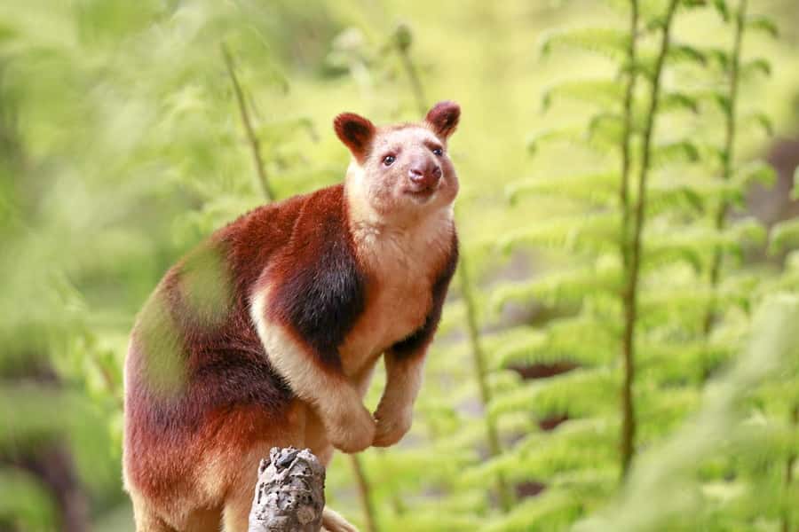 Healesville Sanctuary: General Admission Ticket - A practical one-day plan