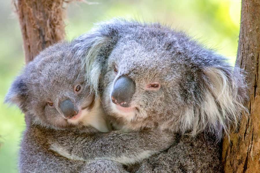 Healesville Sanctuary: General Admission Ticket - Why Healesville Sanctuary works so well as a wildlife day