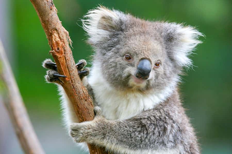 Healesville Sanctuary: General Admission Ticket - Koala Forest, Kangaroo Country and classic Australian animals
