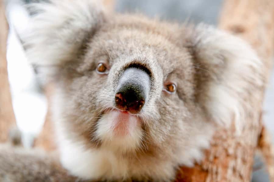 Healesville Sanctuary: General Admission Ticket - Spirits of the Sky is the must-see presentation
