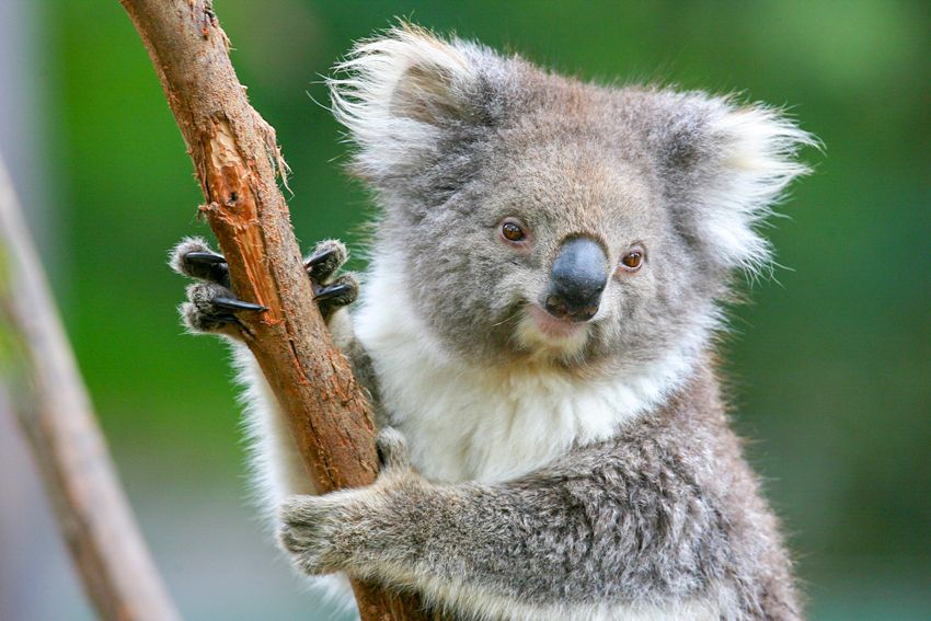 Healesville Sanctuary: General Admission Ticket - The Australian Wildlife Health Centre adds real purpose
