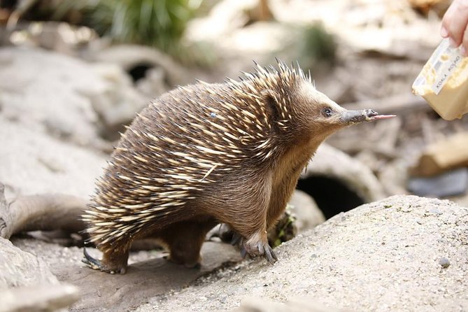 Healesville Sanctuary General Entry Ticket - Why Healesville Sanctuary works as an introduction to Australia