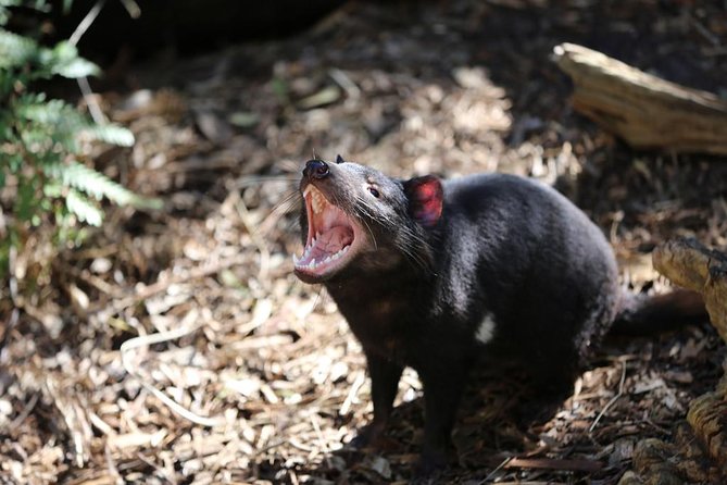 Healesville Sanctuary General Entry Ticket - Platypus House and the riverside exhibit