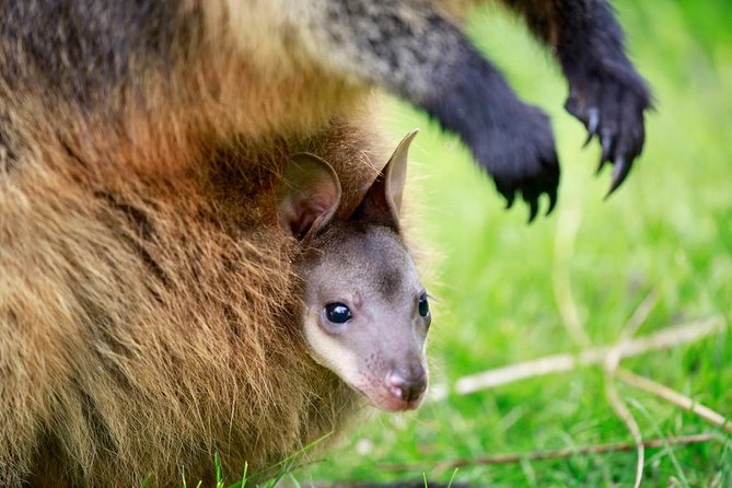 Healesville Sanctuary General Entry Ticket - How long to stay, and when three hours is enough