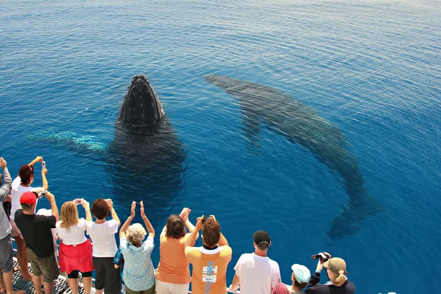 Hervey Bay 4-Hour Whale Watch Encounter - Key points at a glance