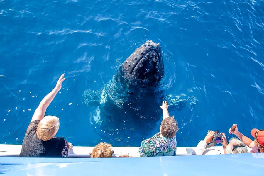 Hervey Bay 4-Hour Whale Watch Encounter - Who should book this whale watch