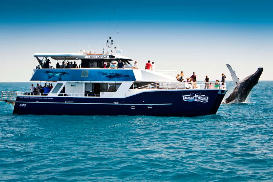 Hervey Bay 4-Hour Whale Watch Encounter - Leaving Hervey Bay Marina for the Great Sandy Strait