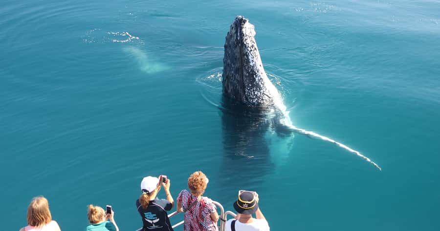 Hervey Bay 4-Hour Whale Watch Encounter - Reaching the whale grounds and settling into the pace