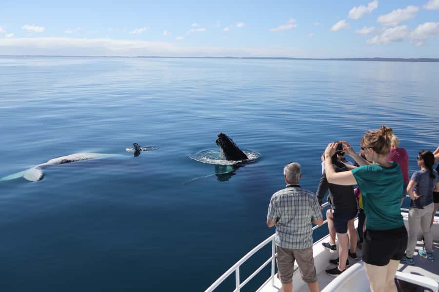Hervey Bay 4-Hour Whale Watch Encounter - The guides make the difference