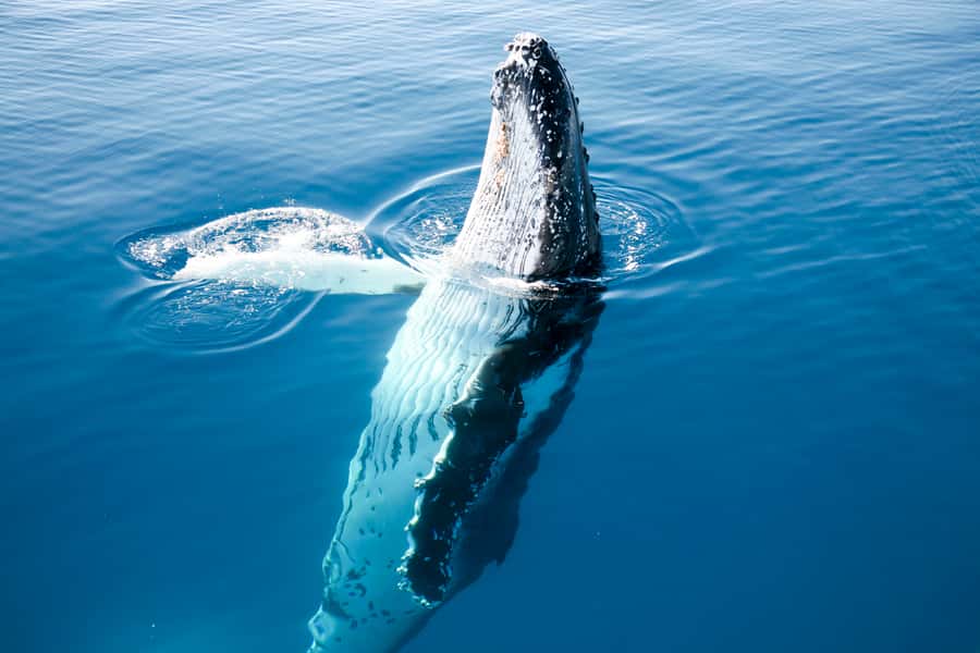 Hervey Bay 4-Hour Whale Watch Encounter - Tea, coffee, and an antipasti break