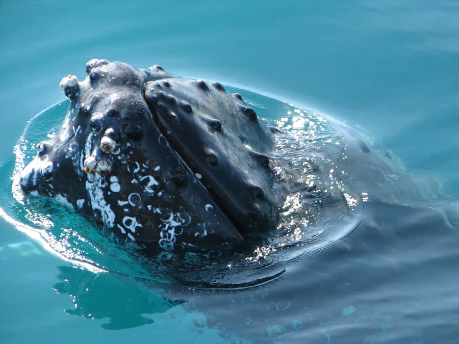 Hervey Bay 4-Hour Whale Watch Encounter - The four-hour itinerary, step by step
