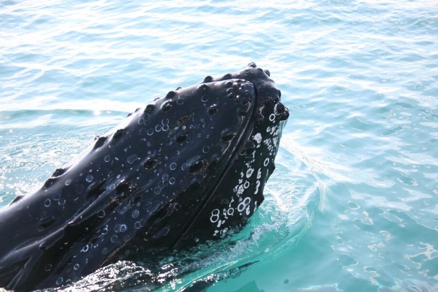 Hervey Bay 4-Hour Whale Watch Encounter - Is $109 good value?