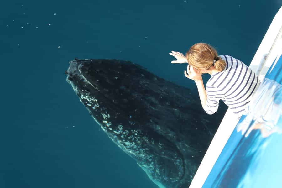 Hervey Bay 4-Hour Whale Watch Encounter - Why Tasman Venture works well for whale watching