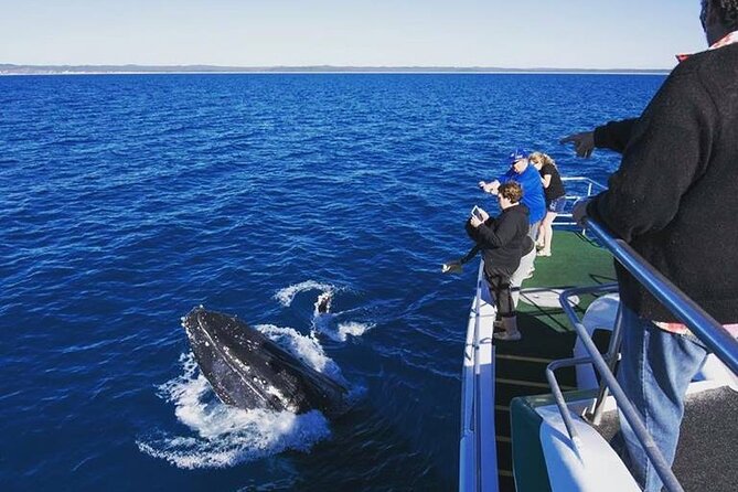 Hervey Bay: Best Value Half Day Whale Watching Cruise - Why this half-day cruise works so well